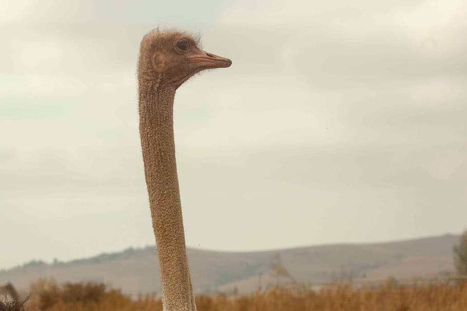ostrich, head, facing, left, side, mountain, background, bird, nature, animal
