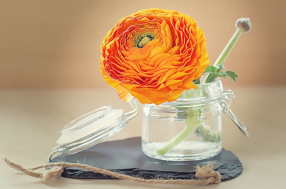 orse flower, canister, ranunculus, flower, petals, blossom, bloom, orange, spring, flower vase
