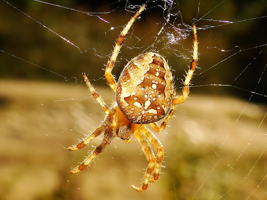 spider, arachnid, spider's web, insect, invertebrates, animals, crusader garden, female, hairy, cobweb