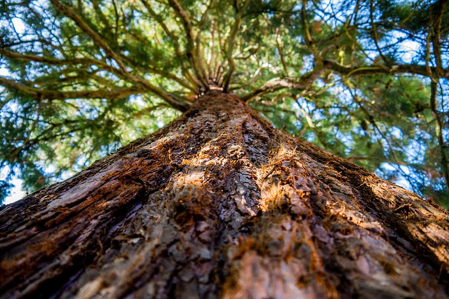 sequoia, pohon, hutan, cabang, estetis, daun, hijau, biru, kulit, alam