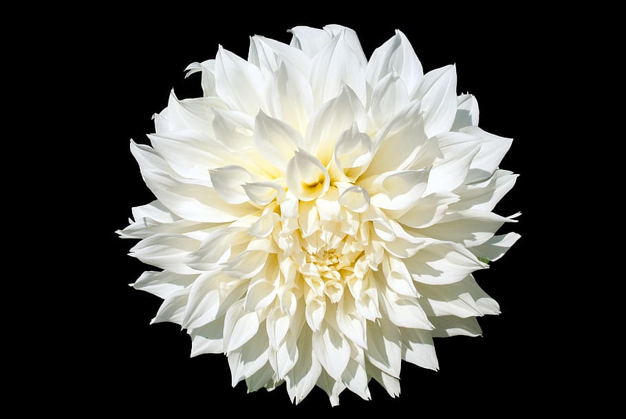 dahlia, the white background, white, flower, garden, flowering plant, petal, white color, black background, beauty in nature