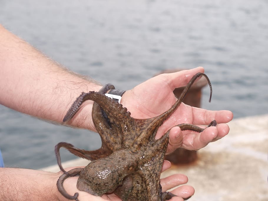 person holding octopus, octopus, fishing, hands, sea, beach, summer, nature, animal, human Hand