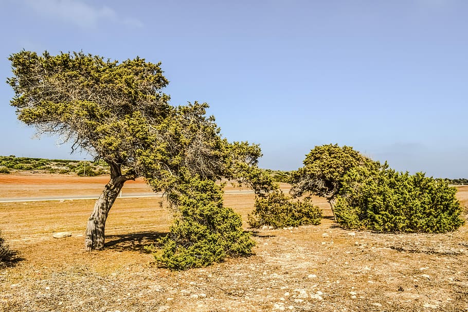 Juniperus Phoenicea, Zimbro, Árvore, árvore, campo, paisagem, mediterrâneo, flora, cenário, cavo greko