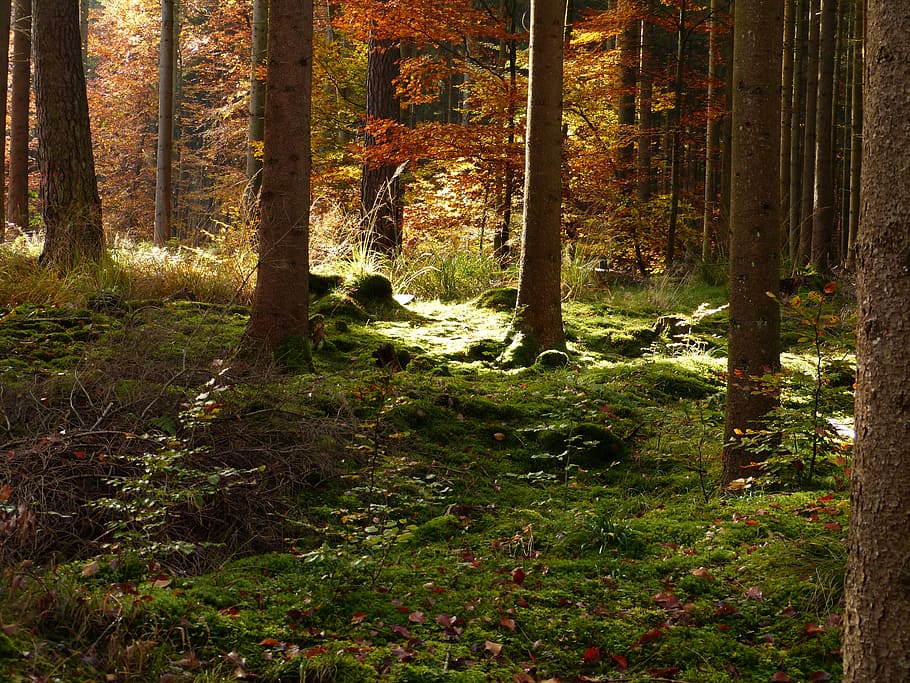 floresta durante o dia, floresta, outono, outono dourado, folhagem de outono, floresta de outono, árvores, musgo, coberta de vegetação, luz
