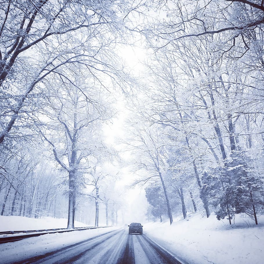 Winter, Drive, Tree Canopy, snow, cold temperature, road, nature, weather, tree, transportation