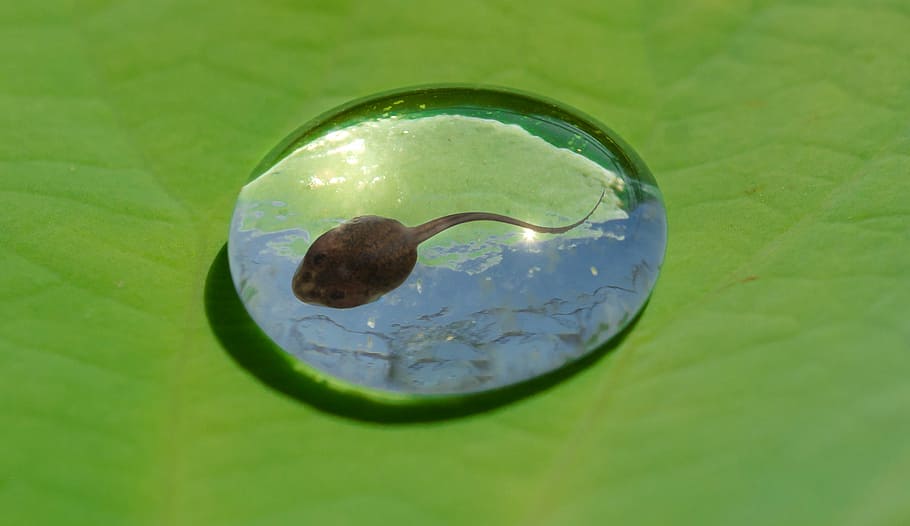 brown, toad, water drop, tadpole, water, drop, leaf, frog, wet, smooth