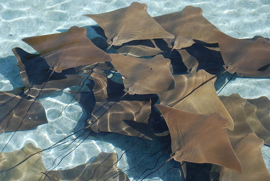 sting ray, manta rays, stingrays, sea life, water, sea, ocean, flocking, flock, leaf