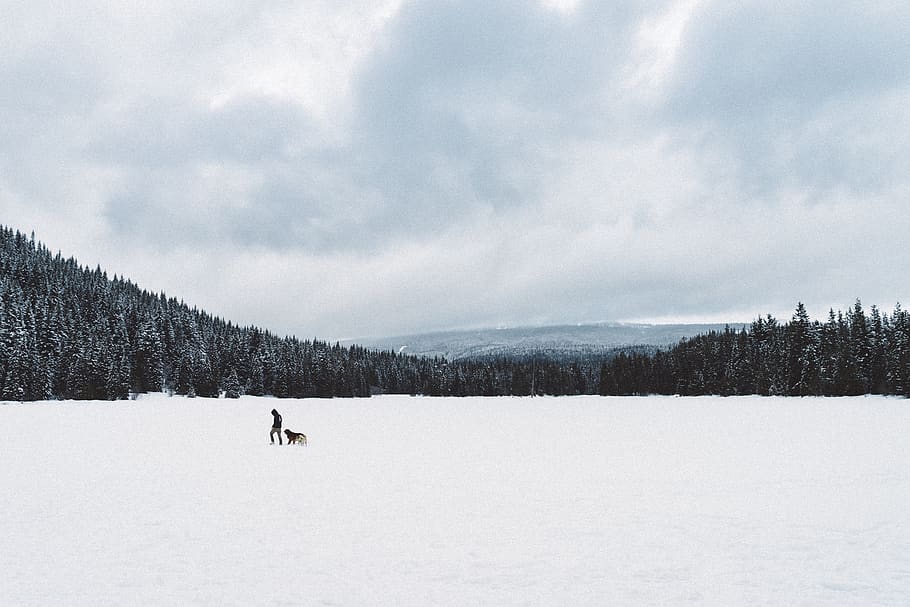 mountain, landscape, man, dog, animal, snow, trees, pines, view, aesthetic