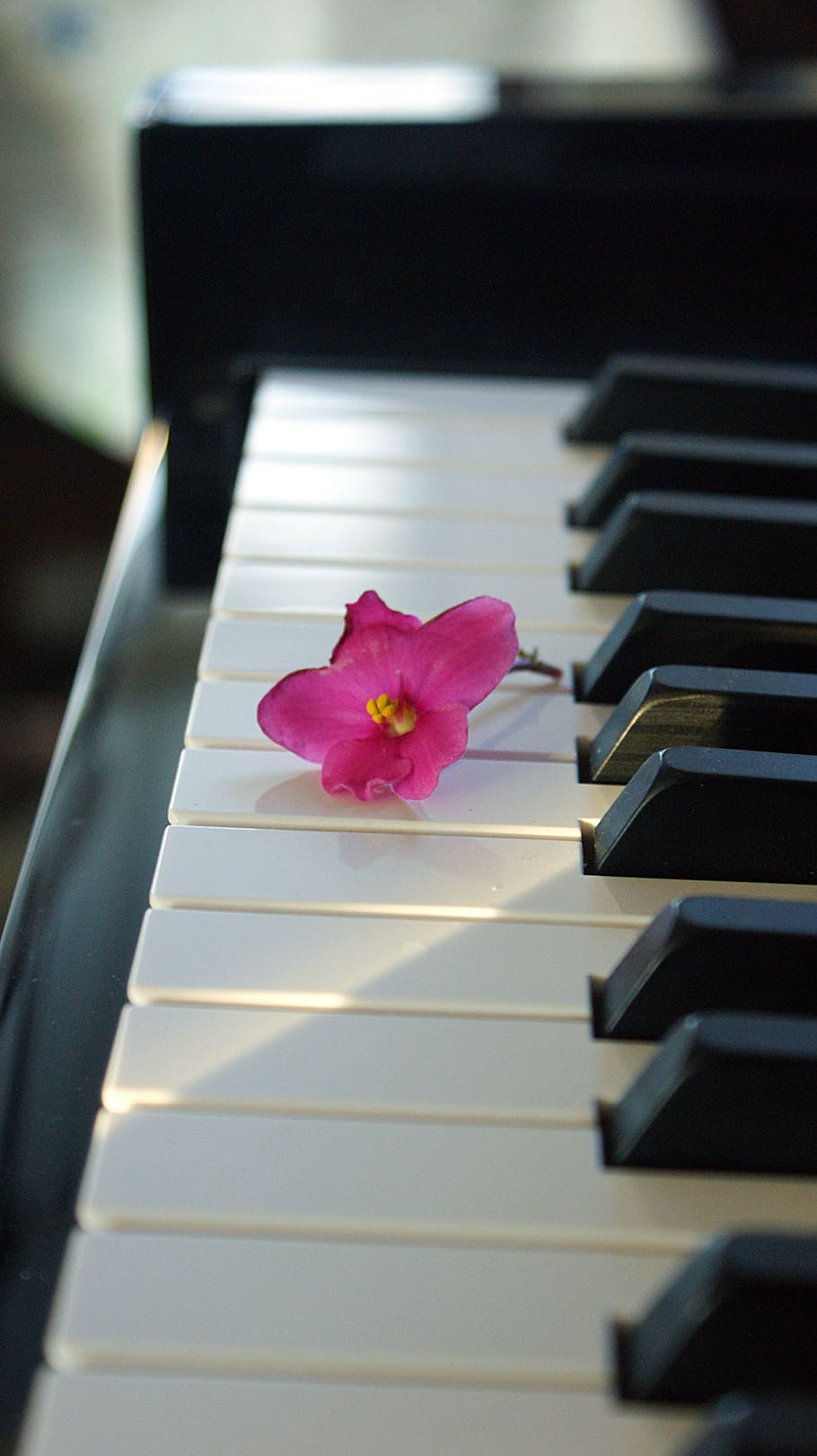Flower, Pink, Piano, Music, Keys, pink flower, stilled, piano key, musical instrument, indoors