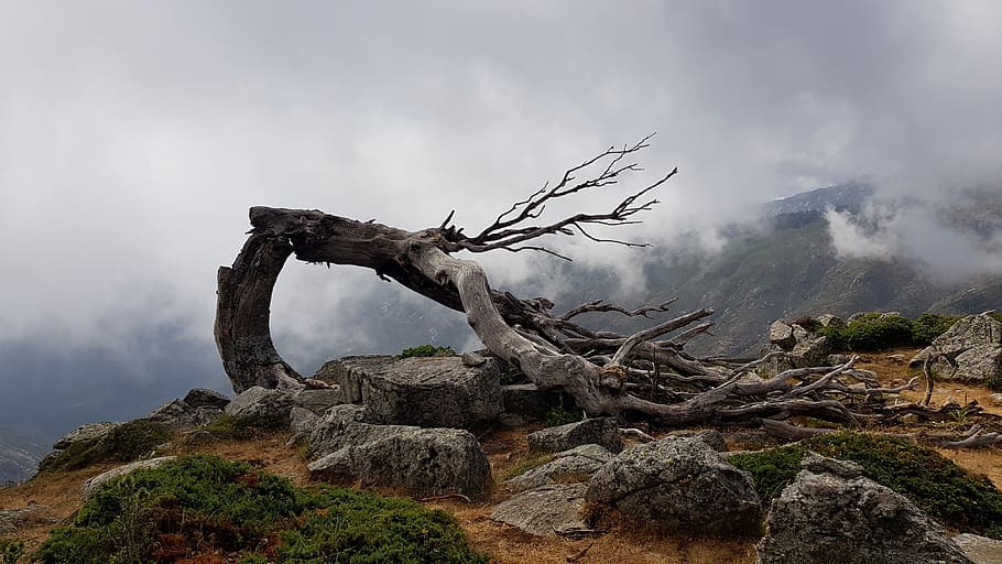 wind, mountains, tree, nature, solid, rock - object, rock, cloud - sky, sky, environment