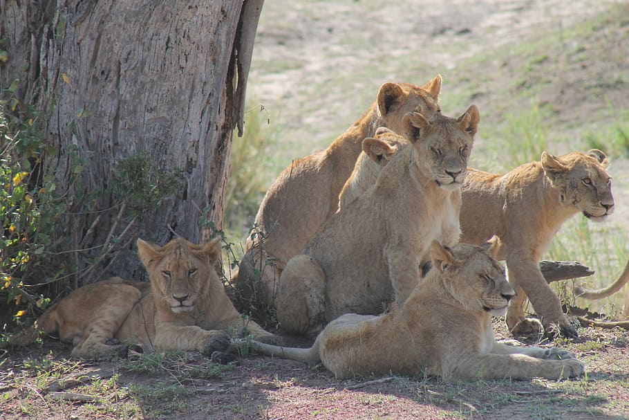 tanzania, pride of lions, savannah, mammal, animal, animal themes, animal wildlife, animals in the wild, group of animals, lion - feline