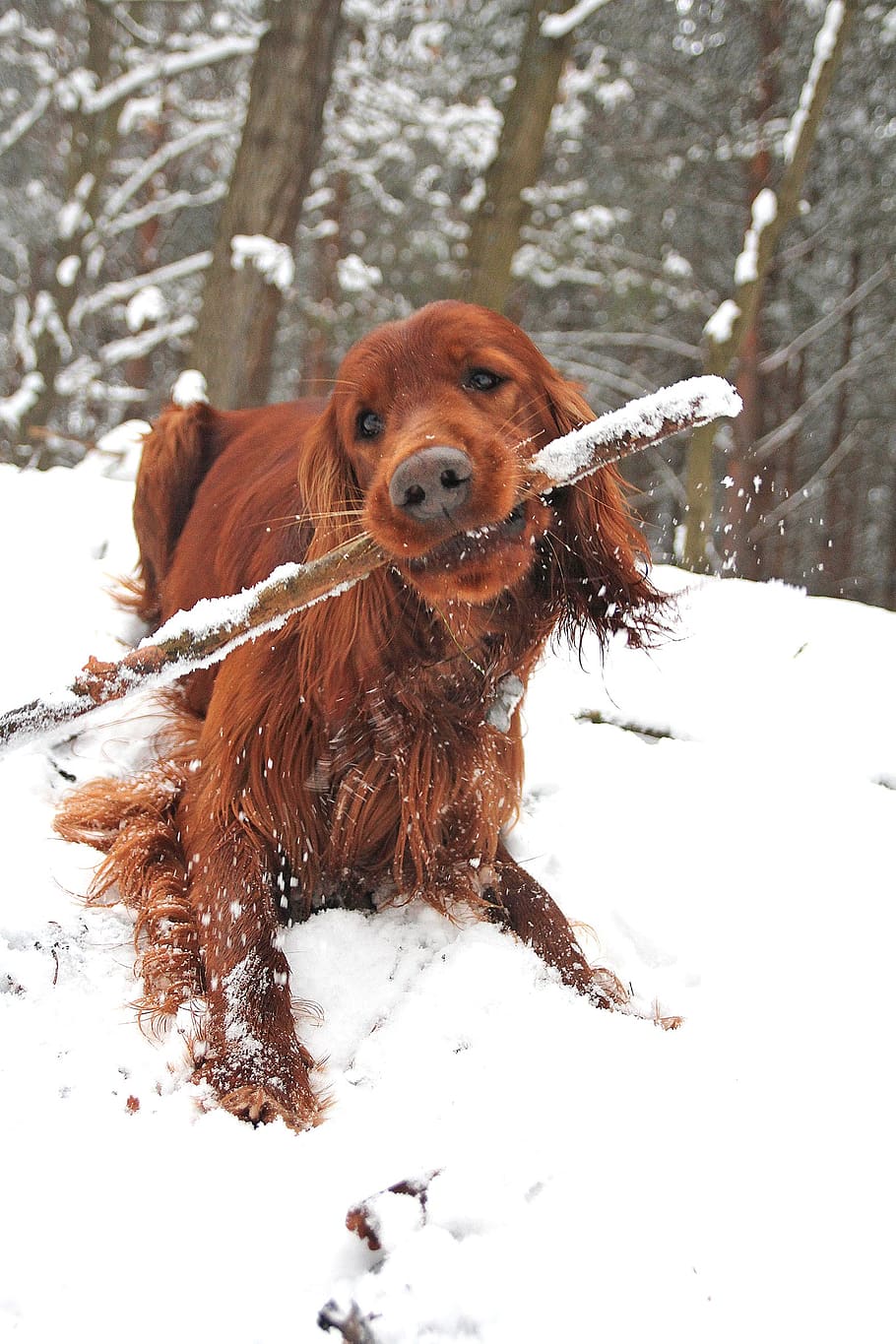 perro, palo, invierno, diversión, espaciador, setter, picaduras, bosque, frío, nieve