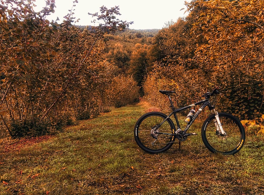 negro, bicicleta rígida, estacionado, vertical, marrón, árboles, durante el día, bicicleta, sendero, otoño