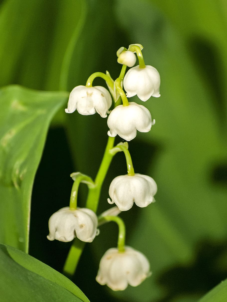 Lily Of The Valley, Flower, Blossom, bloom, plant, nature, leaf, green Color, springtime, freshness