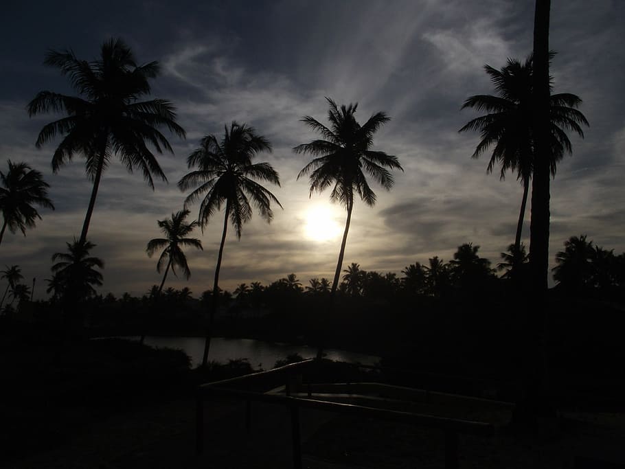 silhouette of trees, silhouette, coconut, trees, Sun, beach, palm trees, tropical, dusk, dark
