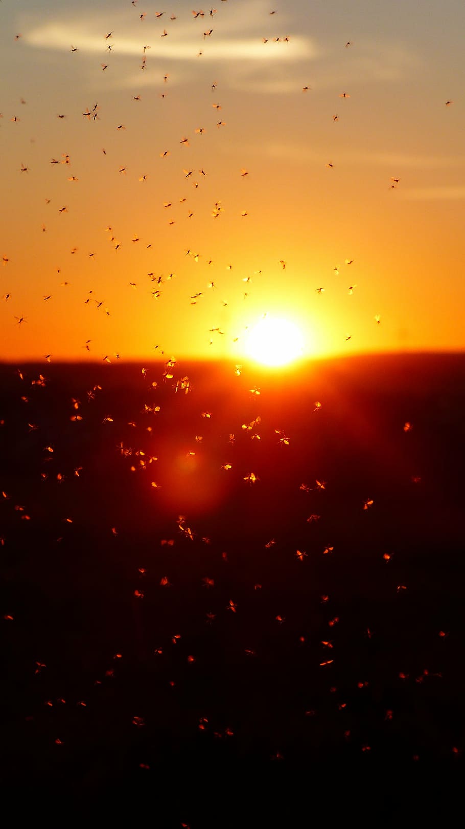 enjambre, mosca, selectivo, fotografía de enfoque, más soleado, enjambre de mosquitos, mosquitos, moscas cálidas, luz de fondo, insectos