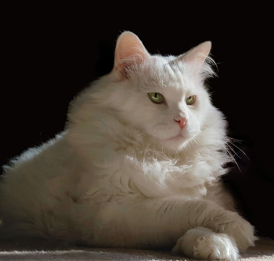 white, long-fur cat portrait, cat, cute, kitten, domestic, animal, pet, fur, sit