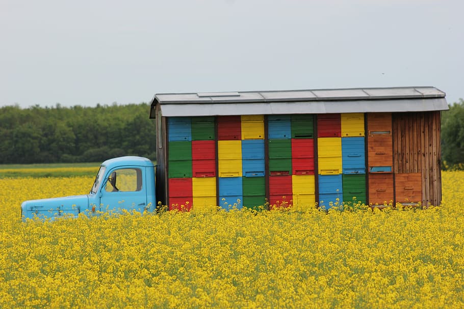box truck, flowers, bees pasture, beehive, honey, healthy food, meadow, agriculture, beekeeping, multi colored