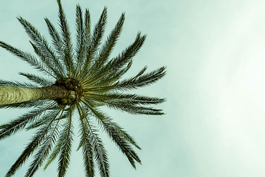 Beautiful, Silhouette, palm, tree, sky, abstract, background, beach, landscape, nature