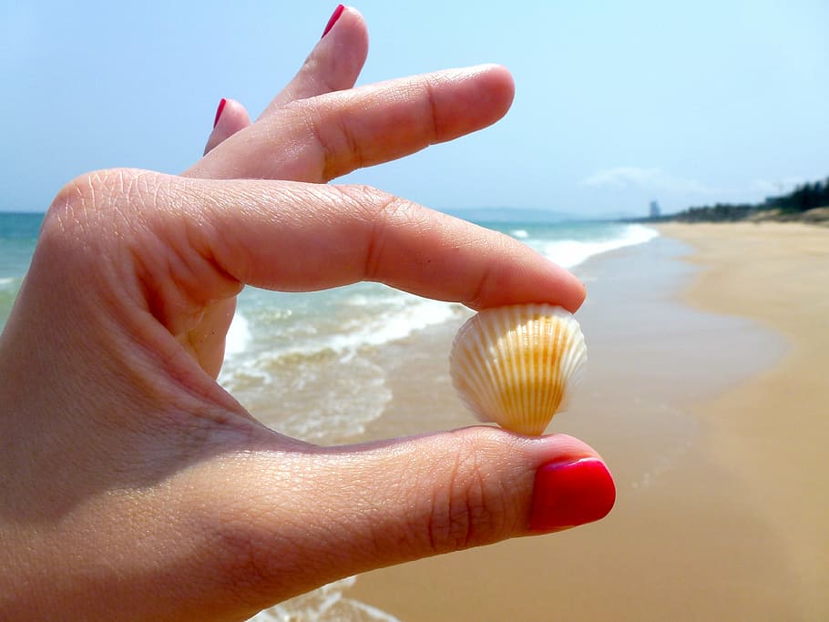 person, holding, white, clamp, shell, beach, seashell, toenail, varnish, hands