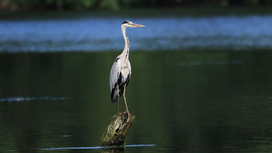 Heron water. Серая цапля Плещеево озеро. Переславль Залесский экотропа серая цапля. Плещеево озеро Цапли. Серая цапля на озере.