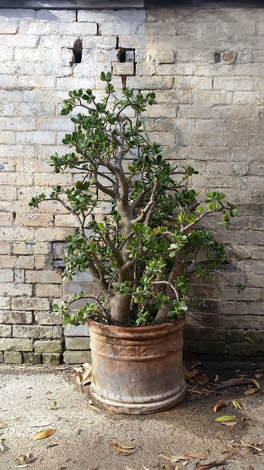 crassula ovata, potted plant, money tree, succulent, rustic, wall, brick, plant, terracotta, lane