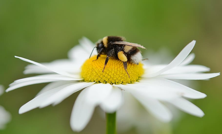 abelha, empoleirado, branco, flor da margarida, fotografia, margarida, flores, prado, prado de verão, amarelo
