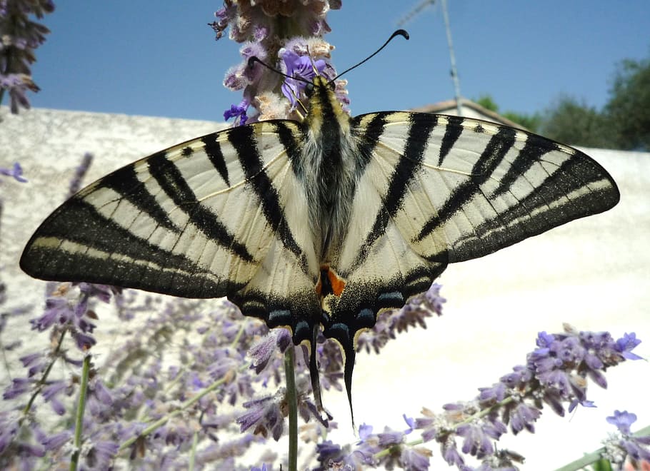 butterfly, flower, black white, summer, nature, insects, swallowtail or, giant swallowtail, flowering plant, plant
