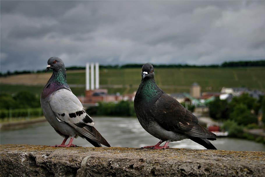 pigeons, birds, bird pigeon, bird, feather, animal, nature, plumage, standing, animal world
