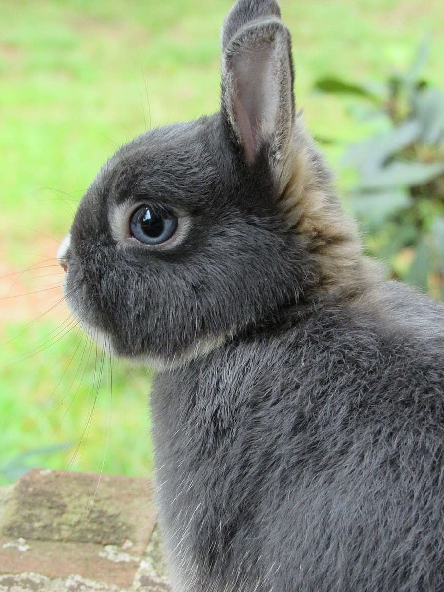 gray, rabbit, bunny, netherland, dwarf, cute, adorable, one animal, animal themes, animal