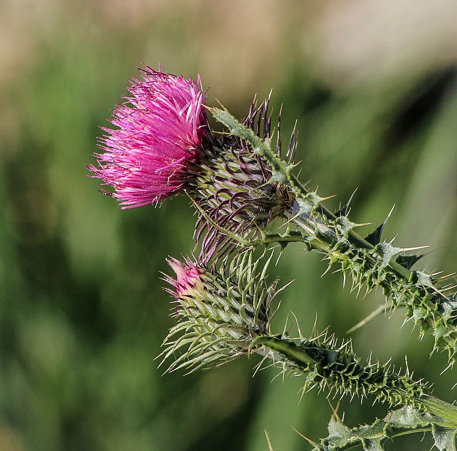 purple, green, petal flowers, thistle, flower, pink, flora, plant, blossom, weed