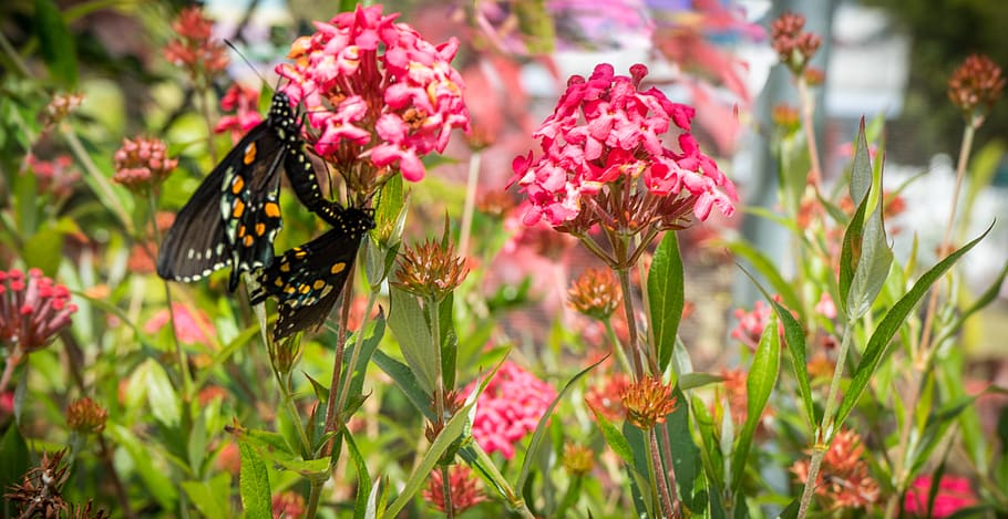 mariposas, apareamiento, naturaleza, flores rosadas, jardín, verano, al aire libre, natural, colorido, cerca
