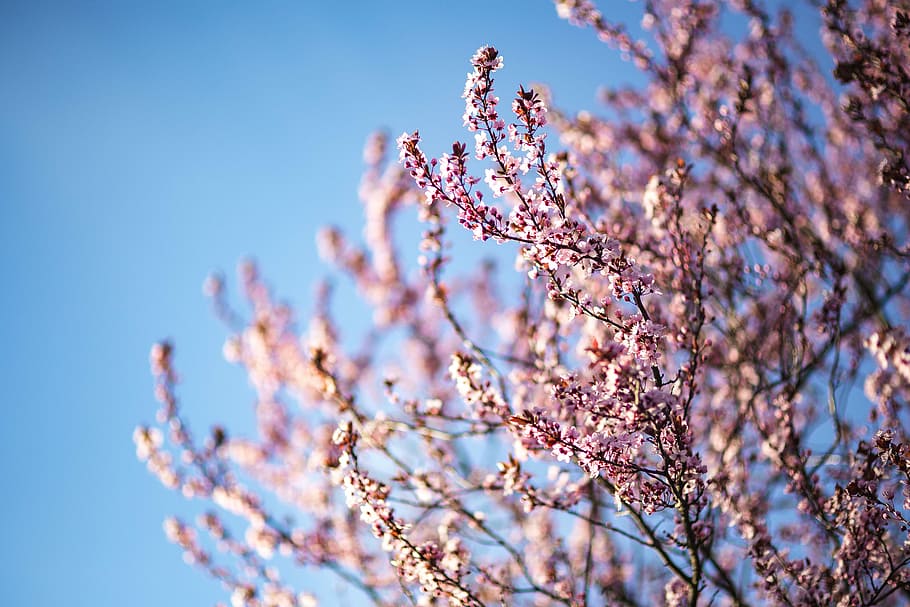 ピンクの春の花, ピンク, 春の花, 花, 植物, 青い空, 開花, 春, 小枝, 枝