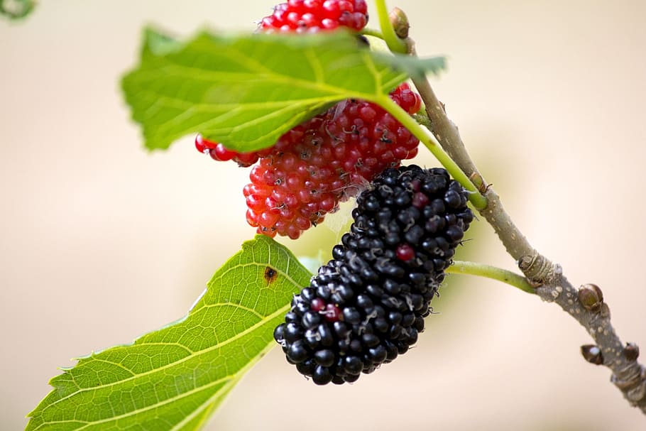 red, black, berry fruits, blackberry purple, mulberry, natura, spring, garden, violet, nature