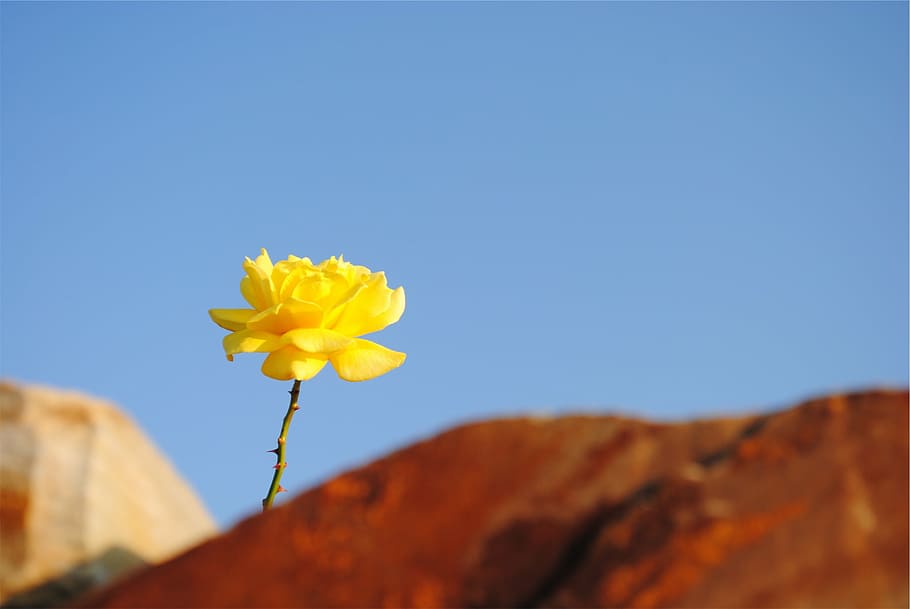 fotografía macro, amarillo, flor, paperas, naturaleza, azul, cielo despejado, al aire libre, sin cultivar, día