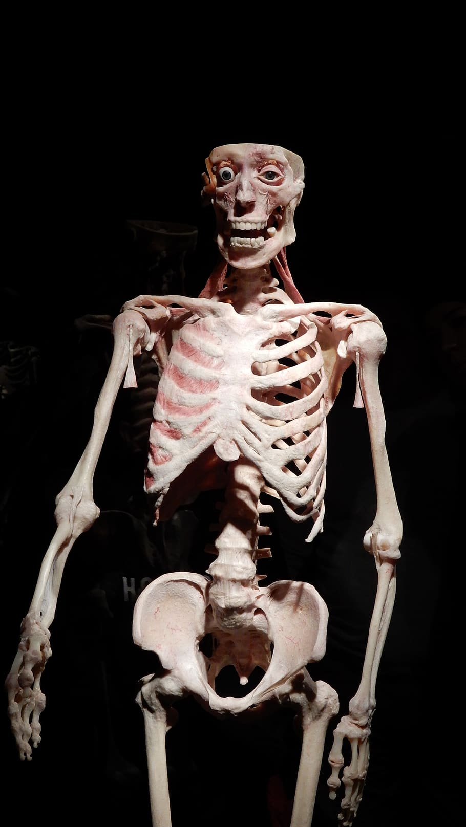 body worlds, human, exhibition, museum, bone, human skeleton, skeleton, human bone, spooky, human body part