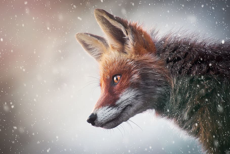 fuchs, winter, snow, red, animal, wild animal, red fox, wintry, snowflakes, animal world