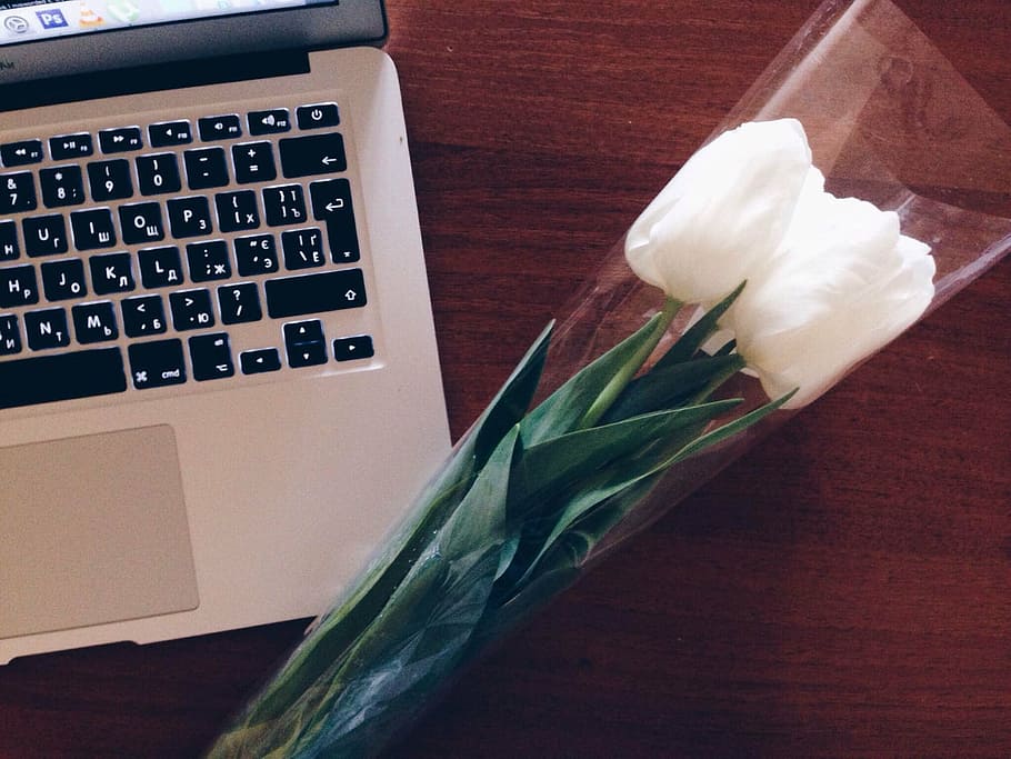 white, tulip flowers, silver macbook, closeup, roses, clear, plastic, package, near, macbook