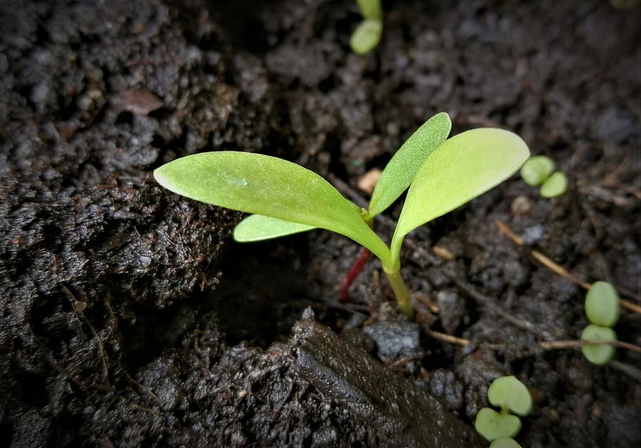 green, sprout, soil, scion, seedling, germ leaves, plant, earth, engine, young
