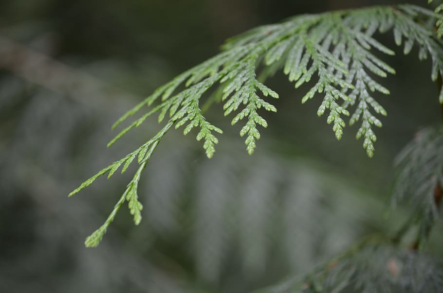 cedar, forest, nature, tree, branch, leaves, plant, close-up, growth, green color