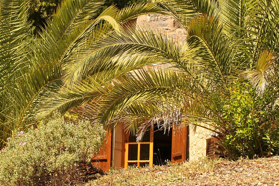 accommodation, holiday, mediterranean, still life, palm trees, home, finca, window, date palm, lattice windows