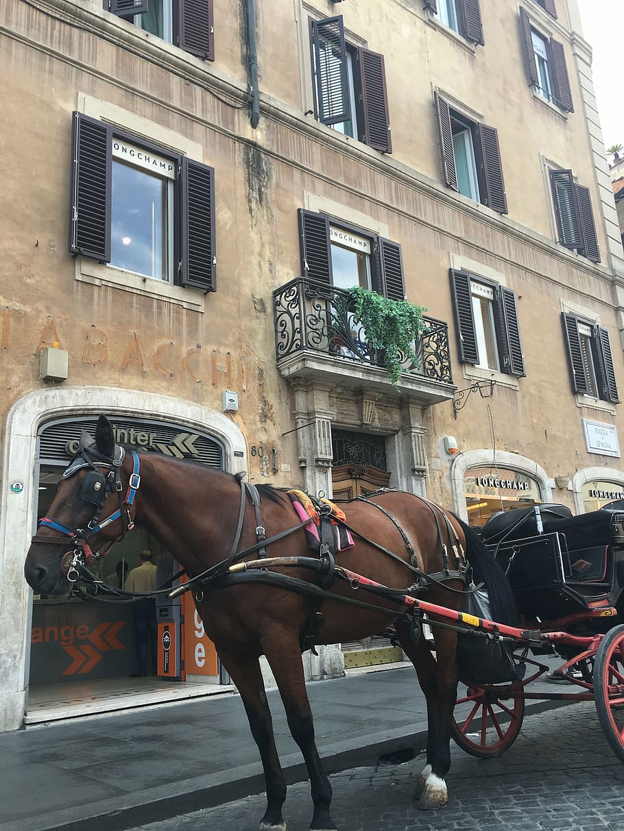 rome, horse, carriage, italy, city, street, architecture, urban Scene, europe, tourism