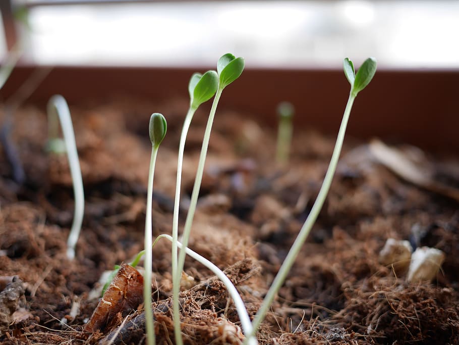 sprouts, plants, seedling, agriculture, growing, growth, gardening, soil, ecology, plantation