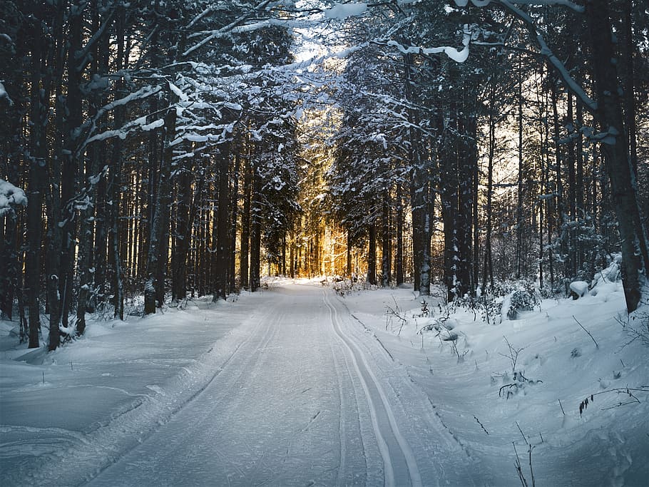 snow, coated, road, surrounded, trees, cross country skiing, forest, snowy, cross-country skiing trail, winter