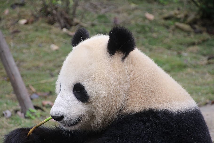 panda, panda bear, eat, chucks, relax, china, mammal, bamboo, black, white