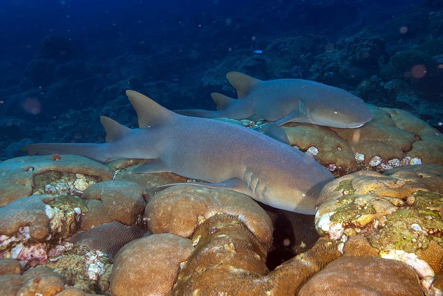 nurse sharks, sharks, reef, underwater, marine, coral, ocean, predator, sea, nature