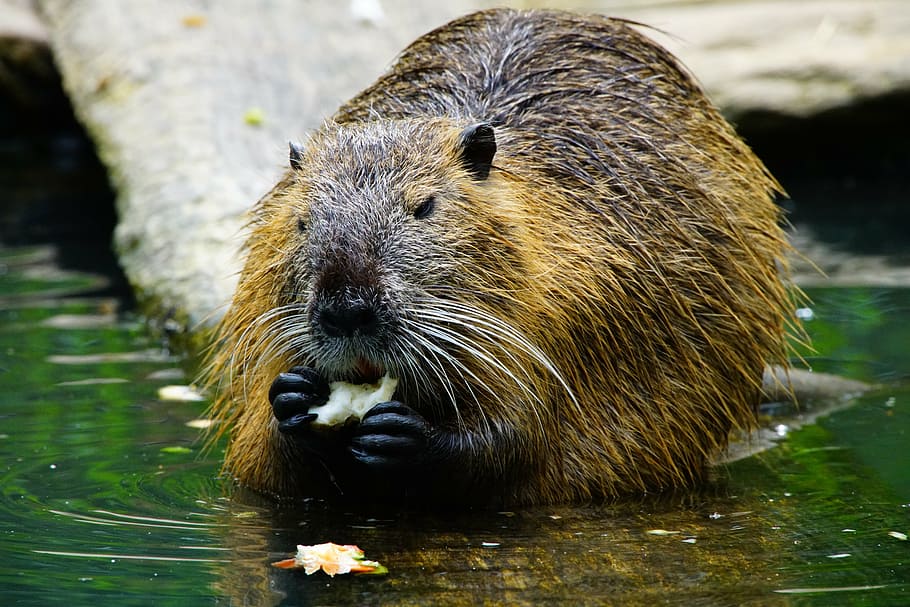 brown, animal, eating, body, water, nutria, eats, beaver, animal themes, animal wildlife