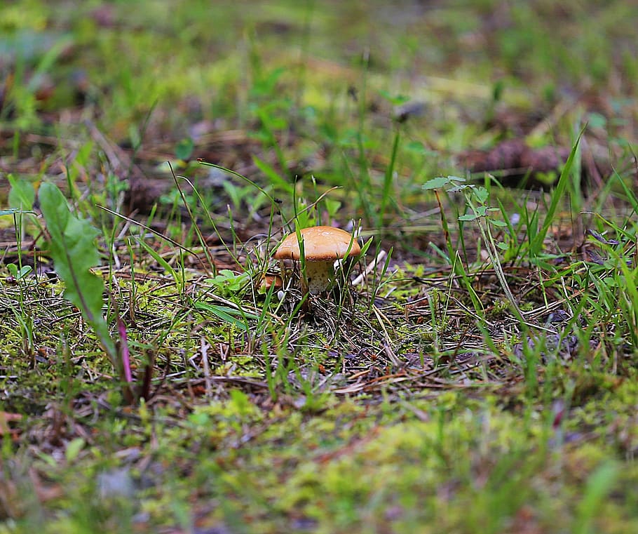 mushroom, greasers, forest, edible mushroom, search, stroll, beauty, joy, find, nature