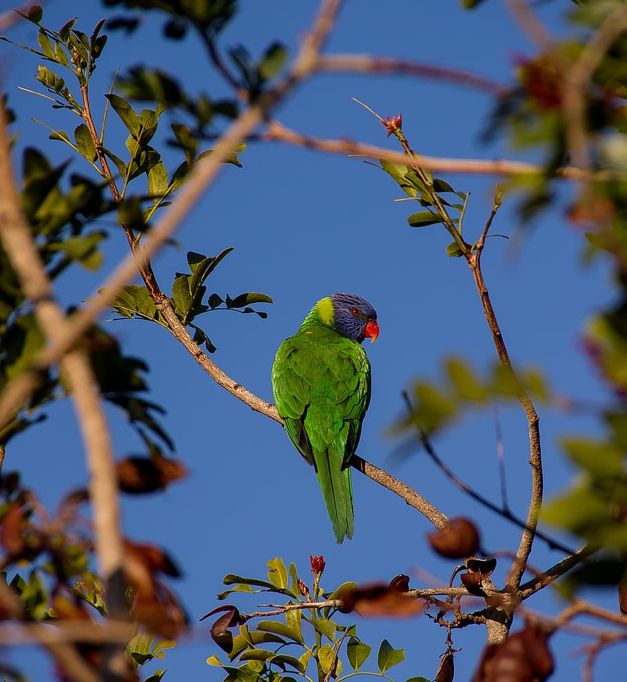 rainbow lorikeet, parrot, colourful, bird, australian, wild, drunken parrot tree, tree, schotia brachypetala, blue sky