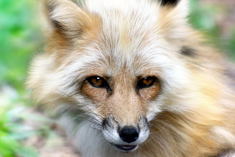 fox, animal, nature, wildlife, mammal, outdoors, wild, furry, canine, carnivore